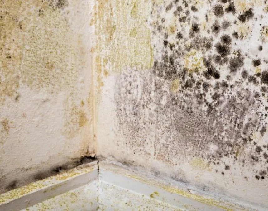 10 vanliga myter om mögel – och sanningen bakom dem