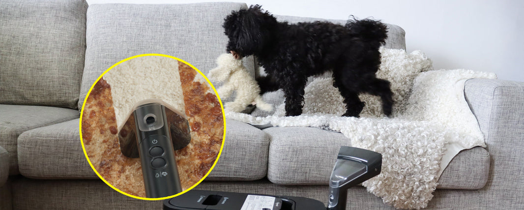 Så håller du hemmet fräscht – även med hund i soffan
