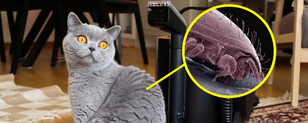 Så minskar du allergiriskerna – när du lever med katt