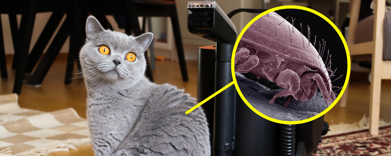 Så minskar du allergiriskerna – när du lever med katt
