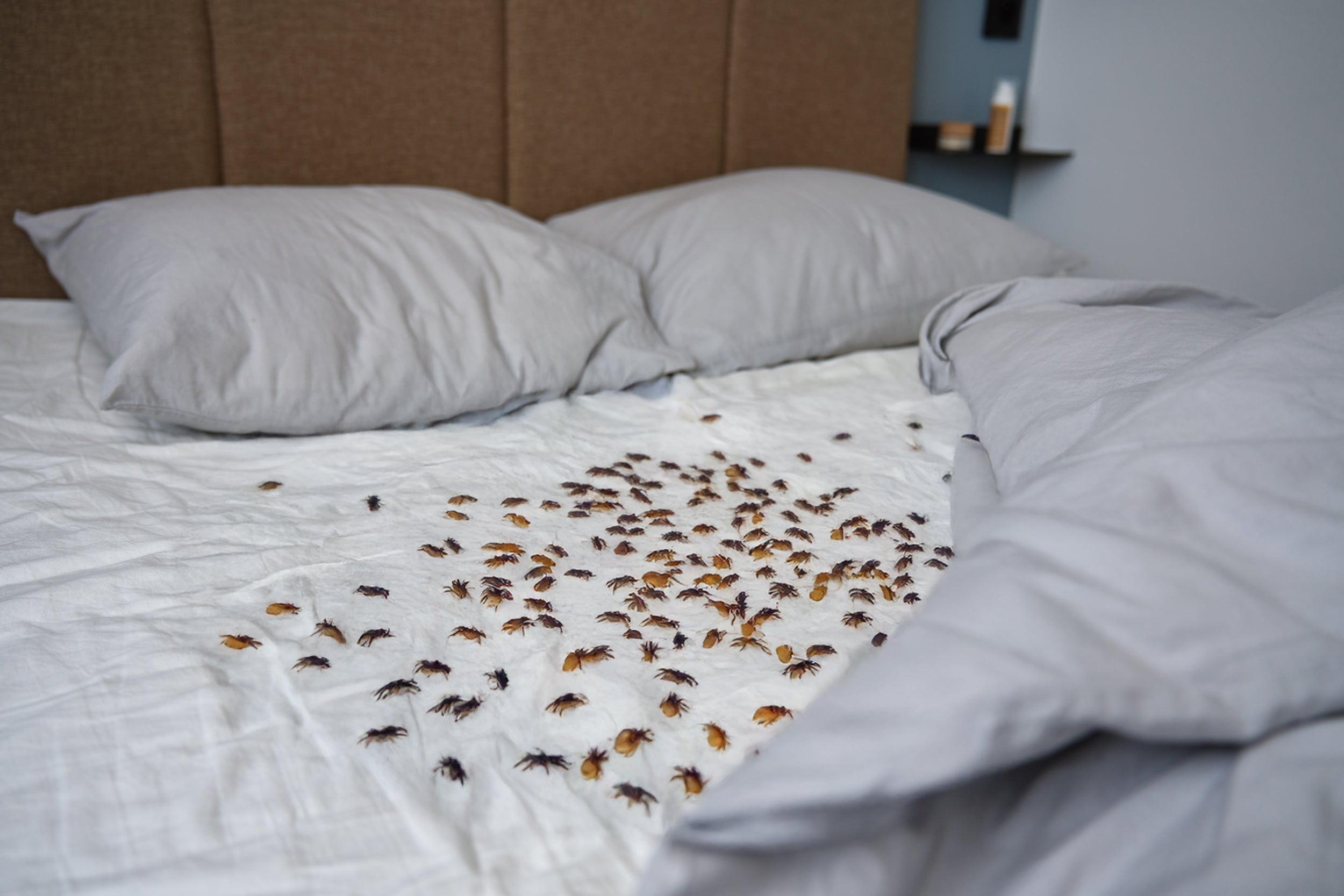 Så många kvalster sover du med – och vad du kan göra åt det