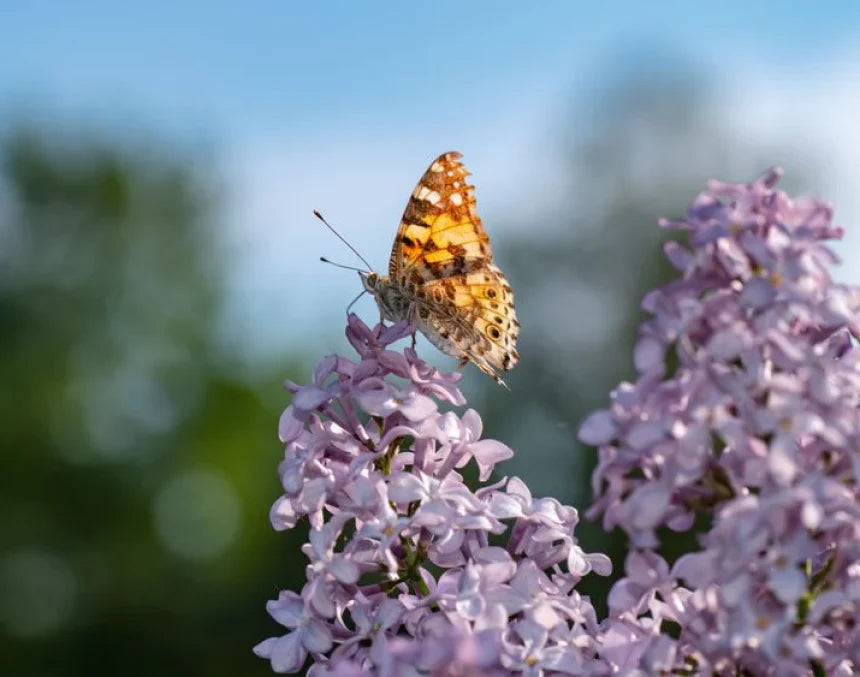 Därför luktar det mer på sommaren