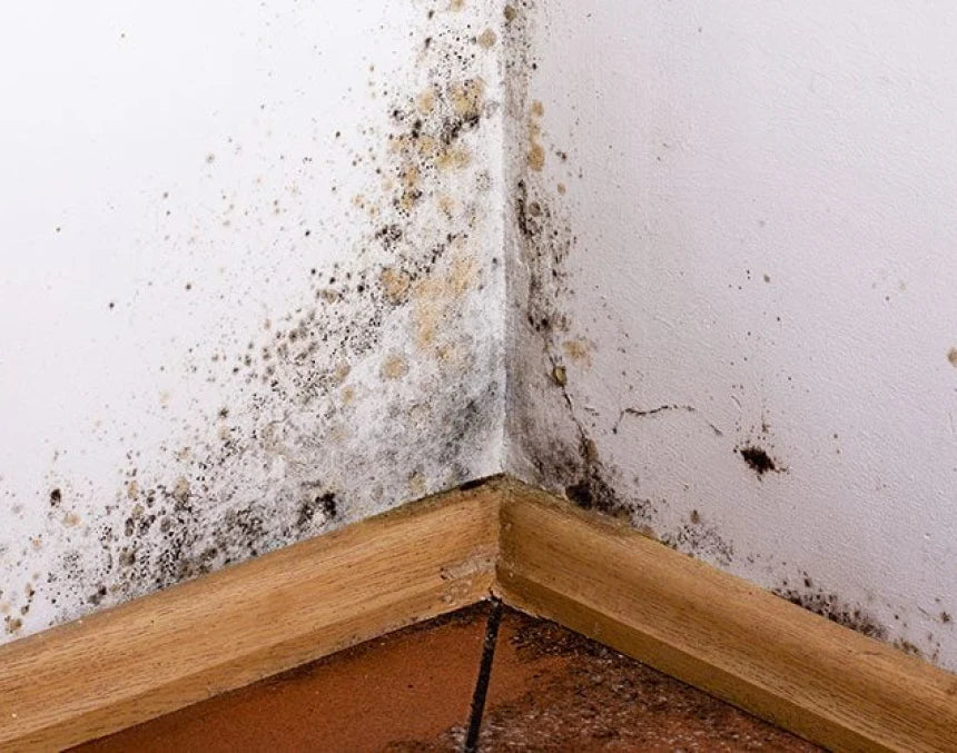 Knepet: Vårstäda bortunken lukt och mögel