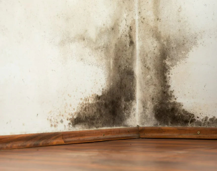 Svartmögel – symptom, sanering & förebyggande tips