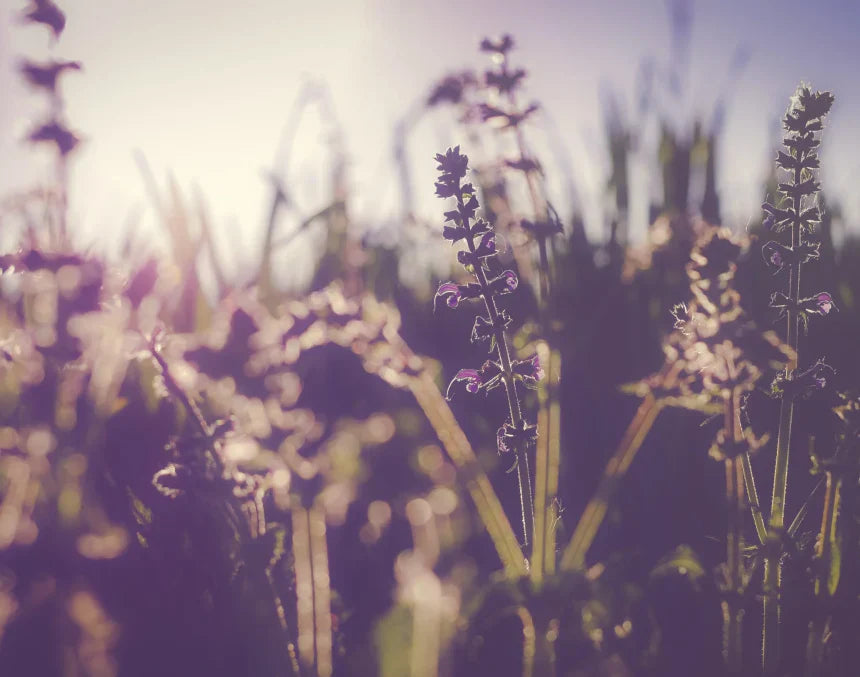 Vanliga symptom vid pollenallergi